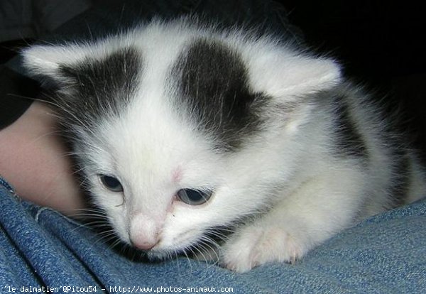 Photo de Chat domestique