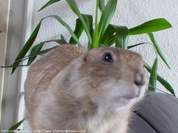 Photo de Chien de prairie