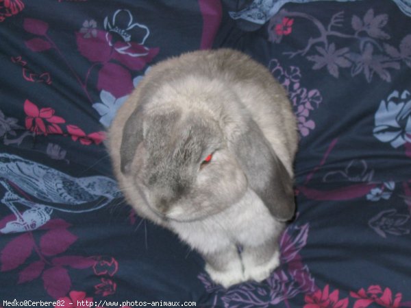 Photo de Lapin