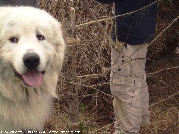 Photo de Chien de montagne des pyrnes