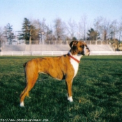 Photo de Boxer