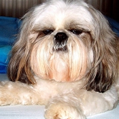 Photo de Shih tzu