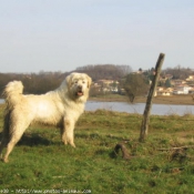 Photo de Chien de berger des tatras