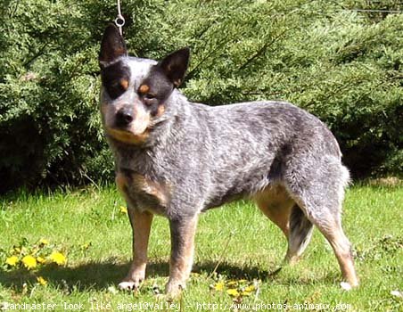 Photo d'Australian cattle dog