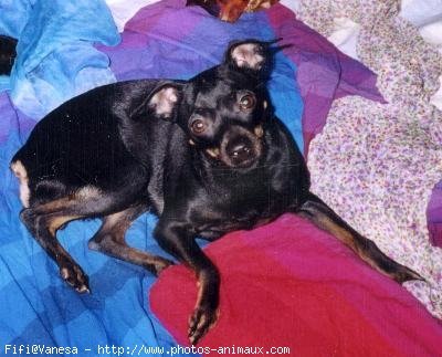 Photo de Pinscher nain