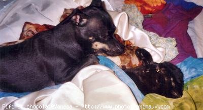 Photo de Pinscher nain