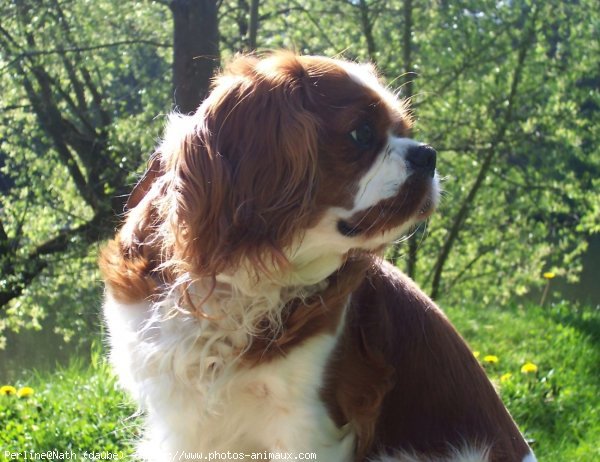 Photo de Cavalier king charles spaniel