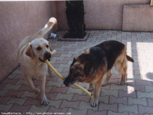 Photo de Labrador retriever