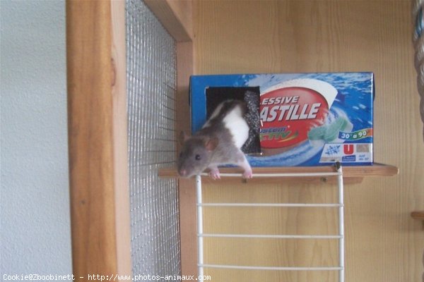 Photo de Rat