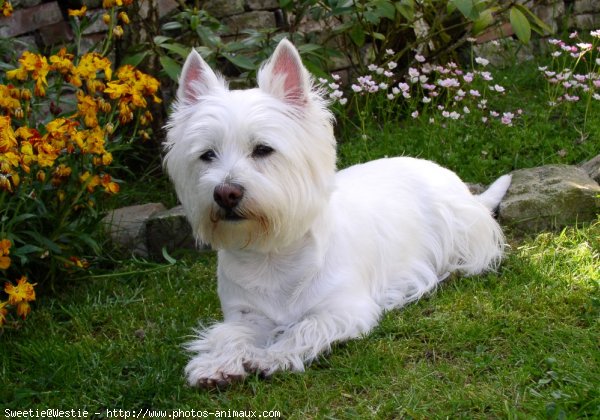 Photo de West highland white terrier