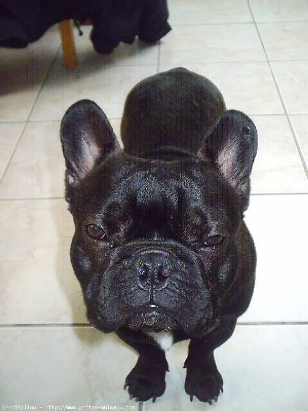 Photo de Bouledogue franais