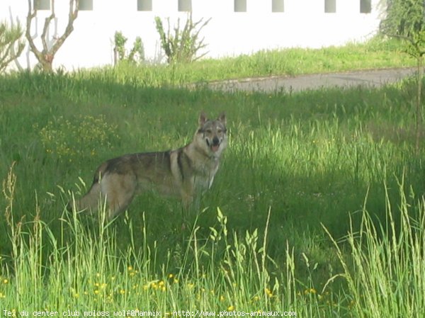 Photo de Chien loup tchcoslovaque