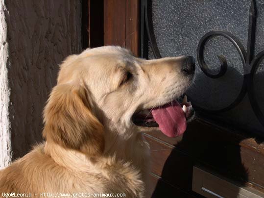 Photo de Golden retriever