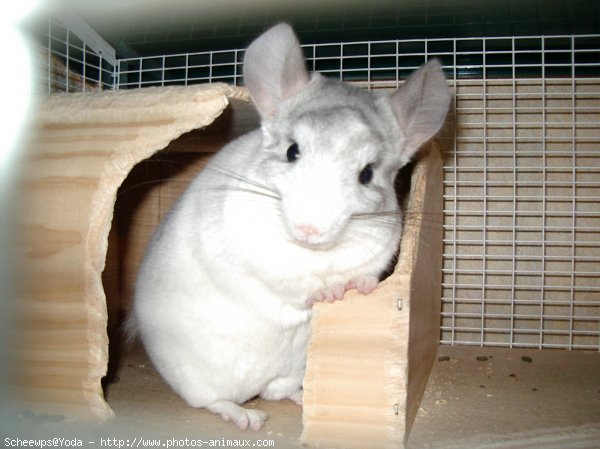 Photo de Chinchilla