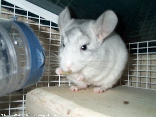 Photo de Chinchilla