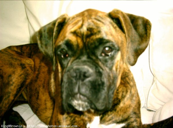 Photo de Boxer