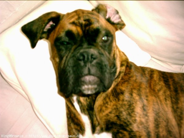 Photo de Boxer