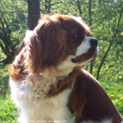 Photo de Cavalier king charles spaniel