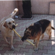 Photo de Labrador retriever