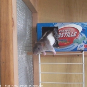 Photo de Rat