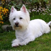 Photo de West highland white terrier