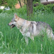 Photo de Chien loup tchcoslovaque