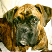 Photo de Boxer