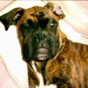 Photo de Boxer