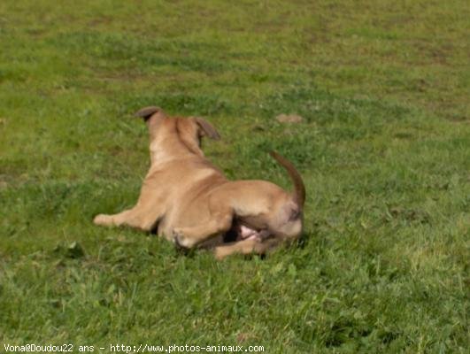 Photo d'American staffordshire terrier