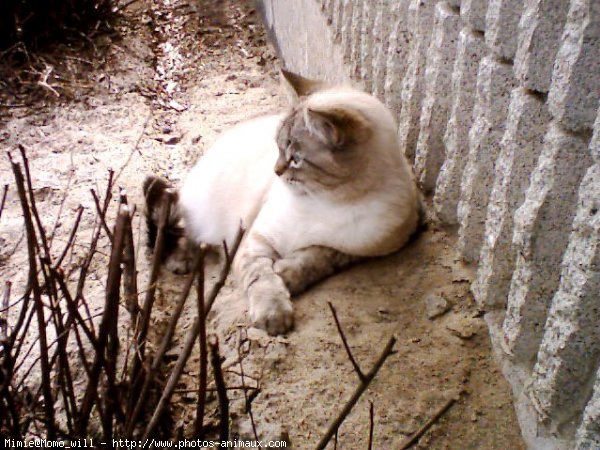 Photo de Sacr de birmanie