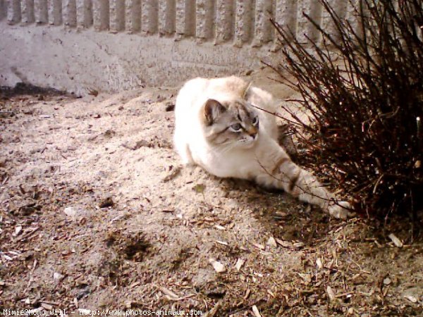 Photo de Sacr de birmanie