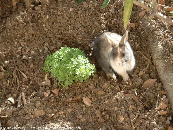 Photo de Lapin