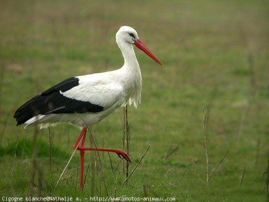 Photo de Cigogne