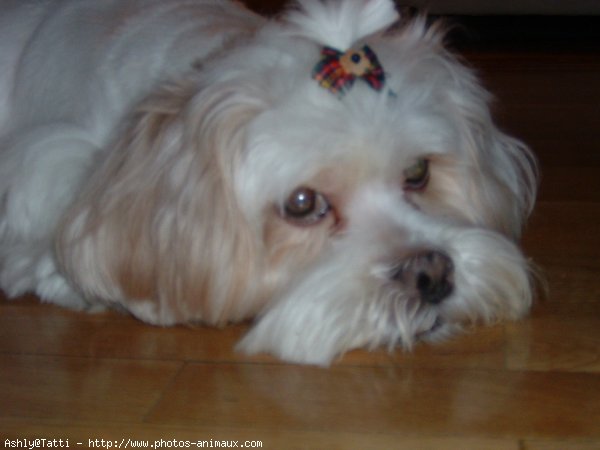 Photo de Lhassa apso