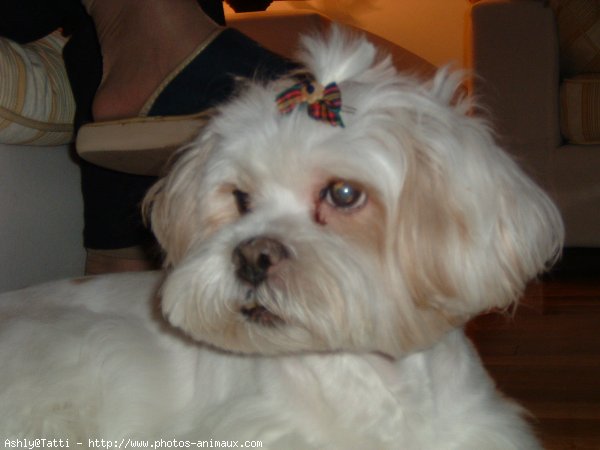 Photo de Lhassa apso