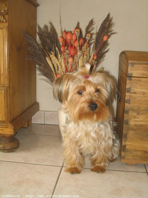 Photo de Yorkshire terrier