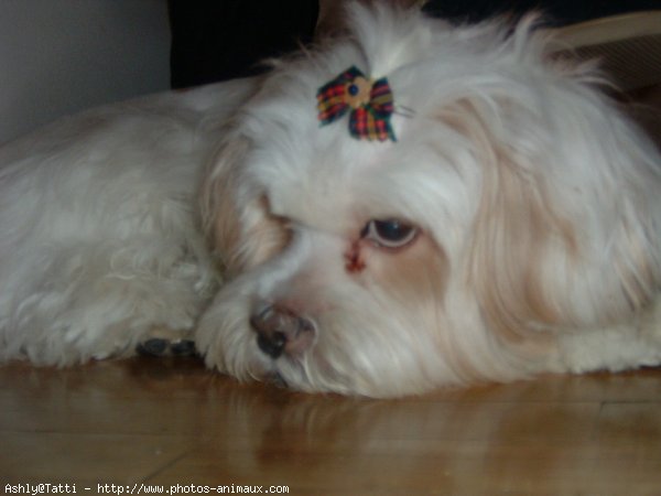 Photo de Lhassa apso