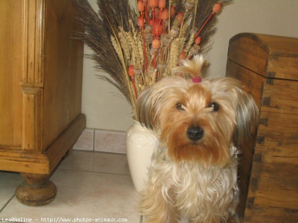 Photo de Yorkshire terrier