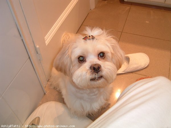 Photo de Lhassa apso