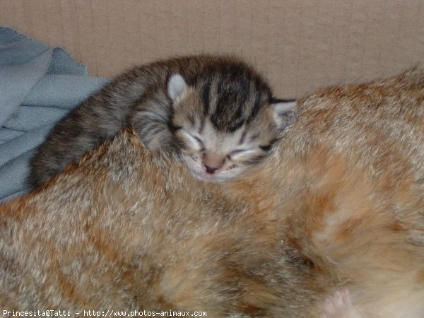 Photo de Chat domestique