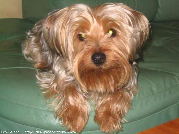 Photo de Yorkshire terrier