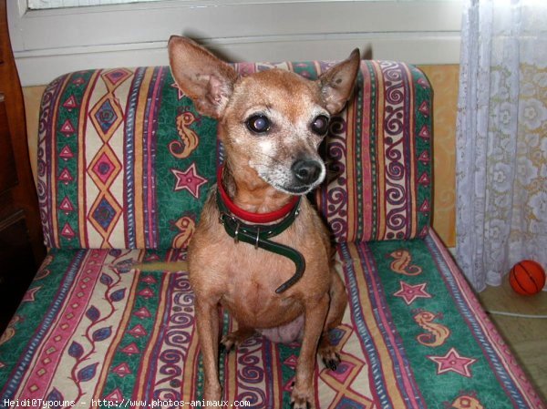 Photo de Pinscher nain