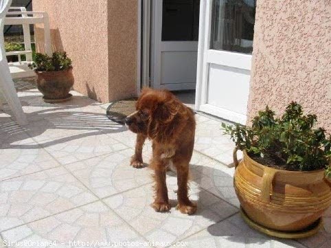 Photo de Cavalier king charles spaniel