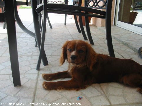 Photo de Cavalier king charles spaniel