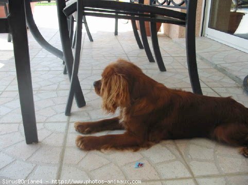 Photo de Cavalier king charles spaniel