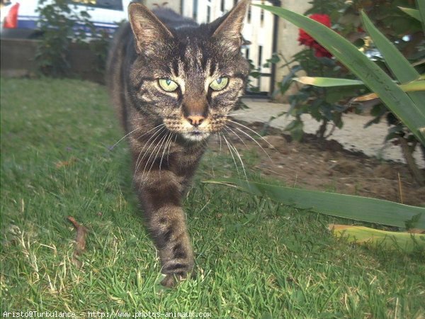 Photo de Chat domestique