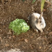 Photo de Lapin