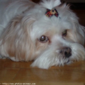 Photo de Lhassa apso