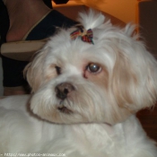 Photo de Lhassa apso