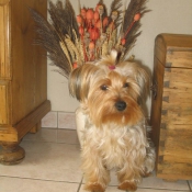 Photo de Yorkshire terrier